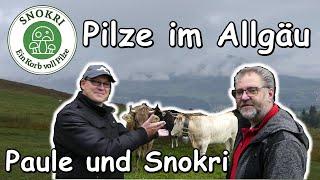 Pilze im Allgäu - Pilze suchen mit Paule und Snokri