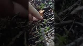 FALL Chanterelle Mushroom  picking #shorts #pnw #mushroom #mushroompicking #bolete #Oregon #organic