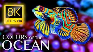 Цвета океана 8K ULTRA HD - Лучшие морские животные 8K для релаксации и успокаивающей музыки