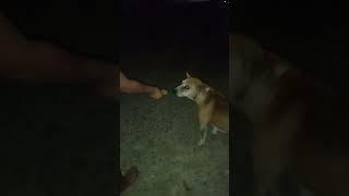 shorts video/dog eating biscuits/mr keshab/