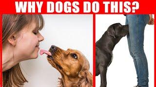 Penjelasan 40 Perilaku Anjing Aneh - Fakta Mencengangkan tentang Anjing