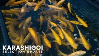 Jumbo Tosai Karashigoi Selection Update | Okawa Koi Farm | Japanese Koi