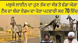 BIG STALLION PATWARI 70 INCH।। ISHER HARI HORSE FARM LATE BABA JOGA SINGH JI #horselover #horses