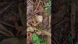 Papaya Tree Pouring Water & Black Racer Snake