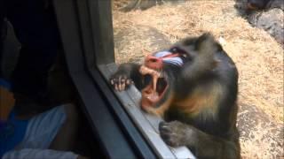 Baboon shows off funny faces