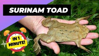 Surinam Toad  Gives Birth Through Its BACK! | 1 Minute Animals