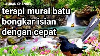 terapi murai batu bongkar isian dengan cepat