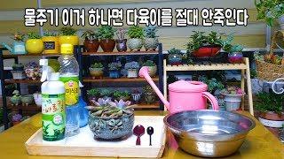 물주기 이거하나면 어떤다육이도 절대 안죽인다,살균제 뿌리기 Succulents