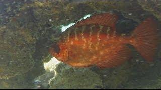 Lauderdale shore diving, Fort Lauderdale Coral Reef, Florida diving