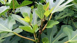 "Eliminating" Fig Mosaic Virus (FMV) - Rejuvenation Pruning Success Story