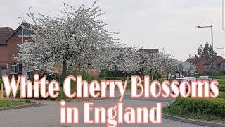 Spring and Cherry blossoms in England