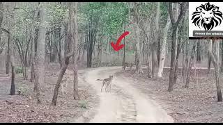 rare moment  of confrontation of Indian wolves and a tiger. #pench #tigervswolf #rare