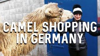 CAMEL SHOPPING IN GERMANY | HACKETT EQUINE VLOG