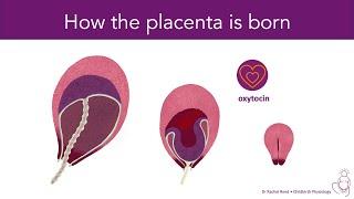 Birthing the Placenta