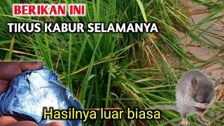 Luar biasa Ternyata cukup dengan bahan ini Cara mengusir Hama tikus di sawah