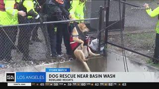 Rescue crews save dog from basin wash in Rowland Heights