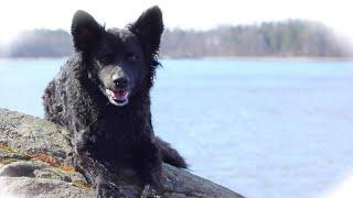 Mudi dog Miska 7 Years (agility, IGP obedience, herding, Working dog trials, bikejouring, hiking)