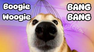 Hey boogie woogie bang bang Doge (The Pokédance Dog)