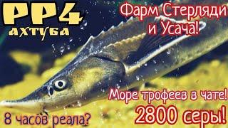 РР4. Ахтуба сегодня. Фарм и Раздача трофеев Стерляди в чате! 2800 серебра по итогу.