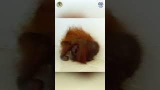 This is what a traumatized orangutan looks like #orangutan #animals #ape