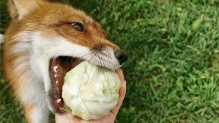 Foxie the Fox Plays with Cabbage Ball