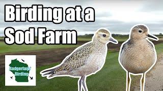 Birding at a Sod Farm?!? Rare Birds in a Weird Location