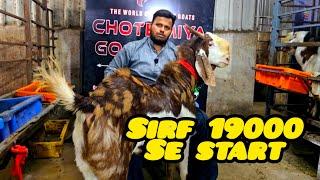 Chote Miya Goat Farm Bhiwandi || Al Mehtab Goat Farm