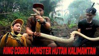 KING COBRA KALIMANTAN LEBIH GALAK DAN MEMAT1K4N