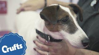 Smooth Fox Terrier | Crufts Breed Information