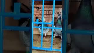 Best Racing pigeons Farm | SNR LOFT | #hkdbirds