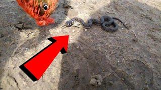 A Real Snake vs Fish #Shorts