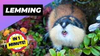 Lemming  The Unexpected Fury Of These Tiny Creatures | 1 Minute Animals