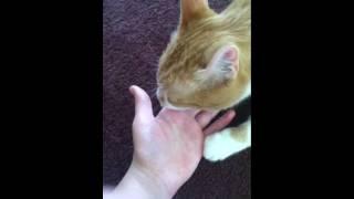 Funny cat licking
