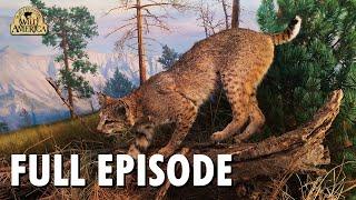 Wild America | S9 E1 'Bobcat' | Full Episode | FANGS