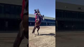 Best Wild Horses Mare Compilation of some Wild Horse Fights Video #3093