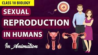 Sexual reproduction in human beings class 10 biology NCERT SCIENCE