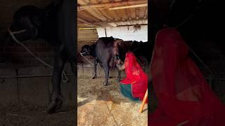 #top #jafrabadibuffalo #gujarat #priyankadinudairyfarm #trending #shortsviral #shortvideo #video