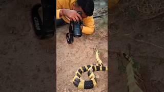 Giant Banded Krait | #shorts #shortsfeed #snake #snakes #bandedkrait #snakesvideo