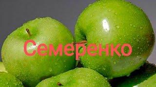 Сорт Яблок Семеренко