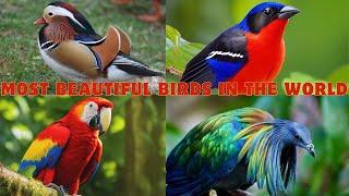 Most Beautiful Birds in the World