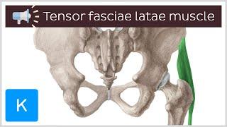 Tensor fasciae latae muscle | Anatomical Terms Pronunciation by Kenhub