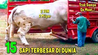 SAPI 2 TON SAMPE GA MUAT MASUK TRUK..! Inilah 15 Sapi Terbesar di Dunia 2024 ~ Sapi Kurban Idu Adha