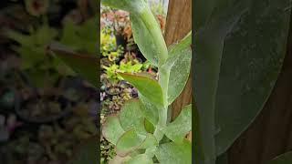 My paddle kalanchoe is in blooms/January 6, 2025