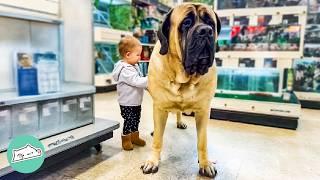 Giant Mastiff Climbs Tables And Hugs All Children | Cuddle Buddies