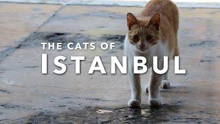 THE CATS OF ISTANBUL | A Video Hommage