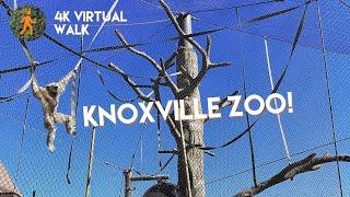 Me at the Zoo - Knoxville Tennessee Zoo - 4k Virtual Walking Tour