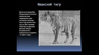 Яванский тигр - хищник из Черной книги.