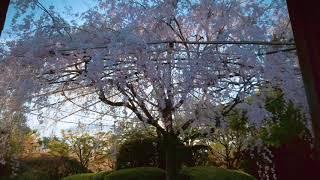 おうちでお花見　〜夕焼け散歩〜　Enjoy sakura ~a walk at sunset~ by 妙心寺退蔵院 Taizoin Zen Buddhist Temple