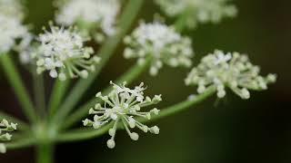 La danza del cerfoglio (Chaerophyllum hirsutum)