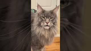 Talking Maine Coon and Ragdoll Cat | Blue Tabby #catlovers